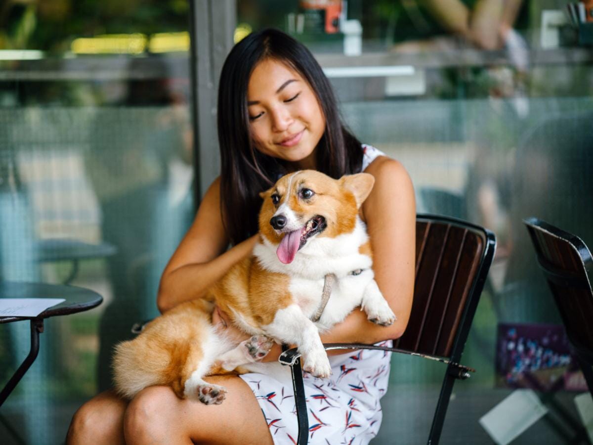 Can service dogs sit on chairs in restaurants?  Short answer is YES.