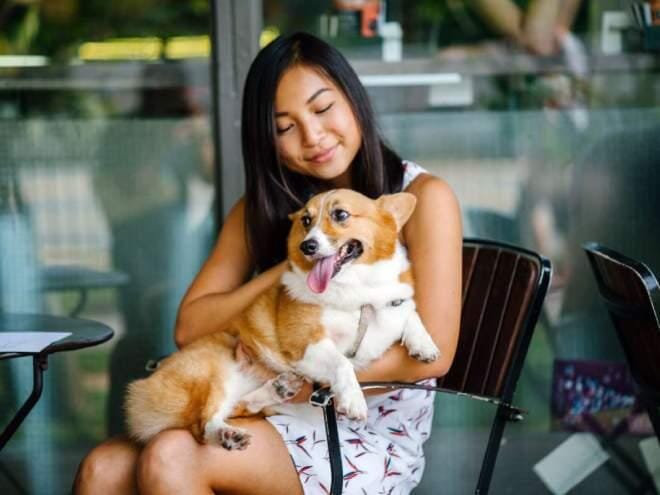 Can Service Dogs Sit on Chairs in Restaurants? 